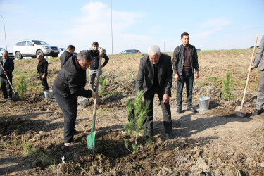 Bərdə rayonunda 8 Noyabr- Zəfər Günü münasibətilə ağacəkmə aksiyası keçirilib