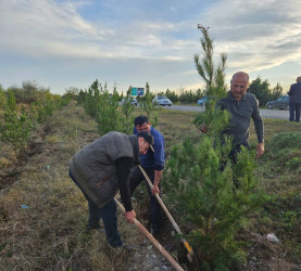 "Yaşıl dünya naminə həmrəylik ili" çərçivəsində Bərdə rayonunda ağacəkmə aksiyası keçirilib