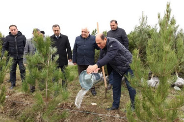 Bərdə rayonunda “Şəhərsalma və Memarlıq İli” çərçivəsində ağacəkmə aksiyası keçirilib