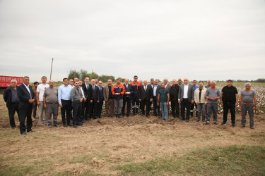 Bərdədə pambıq yığımı işləri davam etdirilir