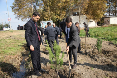 Bərdə rayonunda 8 Noyabr- Zəfər Günü münasibətilə ağacəkmə aksiyası keçirilib