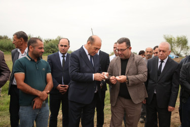 Bərdədə pambıq yığımı işləri davam etdirilir