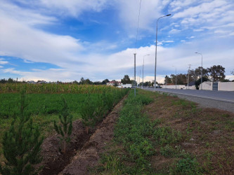 "Yaşıl dünya naminə həmrəylik ili" çərçivəsində Bərdə rayonunda ağacəkmə aksiyası keçirilib