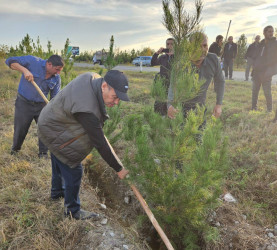 "Yaşıl dünya naminə həmrəylik ili" çərçivəsində Bərdə rayonunda ağacəkmə aksiyası keçirilib