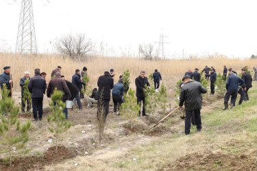 Bərdə rayonunda “Şəhərsalma və Memarlıq İli” çərçivəsində ağacəkmə aksiyası keçirilib