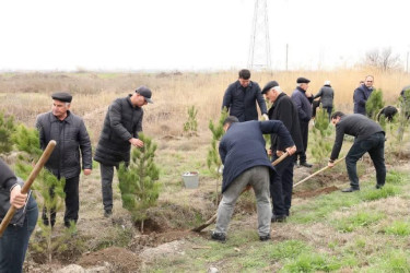Bərdə rayonunda “Şəhərsalma və Memarlıq İli” çərçivəsində ağacəkmə aksiyası keçirilib
