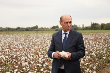 Bərdədə pambıq yığımı işləri davam etdirilir