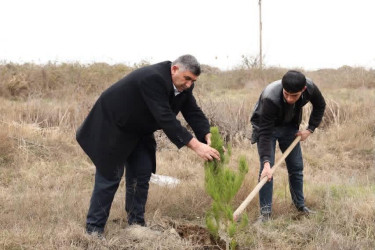 Bərdə rayonunda “Şəhərsalma və Memarlıq İli” çərçivəsində ağacəkmə aksiyası keçirilib