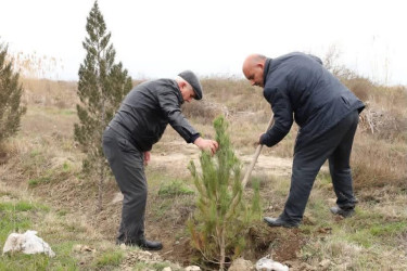 Bərdə rayonunda “Şəhərsalma və Memarlıq İli” çərçivəsində ağacəkmə aksiyası keçirilib