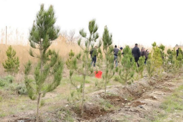 Bərdə rayonunda “Şəhərsalma və Memarlıq İli” çərçivəsində ağacəkmə aksiyası keçirilib