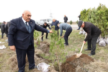 Bərdə rayonunda “Şəhərsalma və Memarlıq İli” çərçivəsində ağacəkmə aksiyası keçirilib