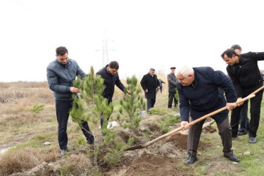 Bərdə rayonunda “Şəhərsalma və Memarlıq İli” çərçivəsində ağacəkmə aksiyası keçirilib